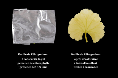 Photosynthèse - Expérience sans lumière